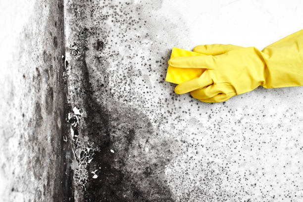 Best Health and Safety Mold Remediation in Halstead, KS